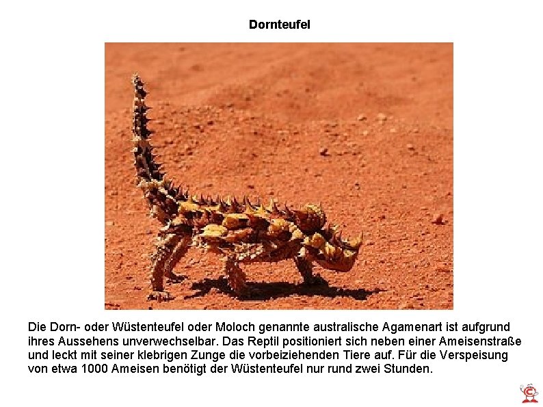 Dornteufel Die Dorn- oder Wüstenteufel oder Moloch genannte australische Agamenart ist aufgrund ihres Aussehens Dornteufel Die Dorn- oder Wüstenteufel oder Moloch genannte australische Agamenart ist aufgrund ihres Aussehens