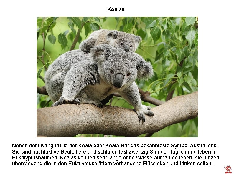 Koalas Neben dem Känguru ist der Koala oder Koala-Bär das bekannteste Symbol Australiens. Sie Koalas Neben dem Känguru ist der Koala oder Koala-Bär das bekannteste Symbol Australiens. Sie