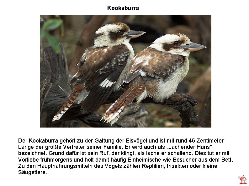 Kookaburra Der Kookaburra gehört zu der Gattung der Eisvögel und ist mit rund 45 Kookaburra Der Kookaburra gehört zu der Gattung der Eisvögel und ist mit rund 45
