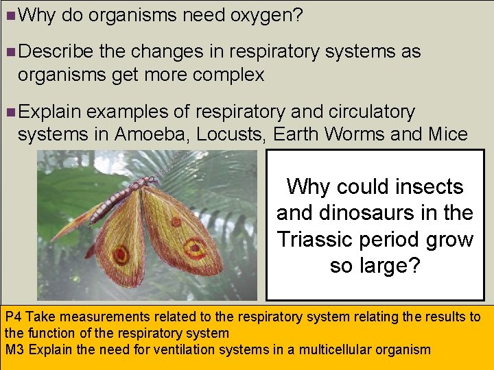 n Why do organisms need oxygen? n Describe the changes in respiratory systems as