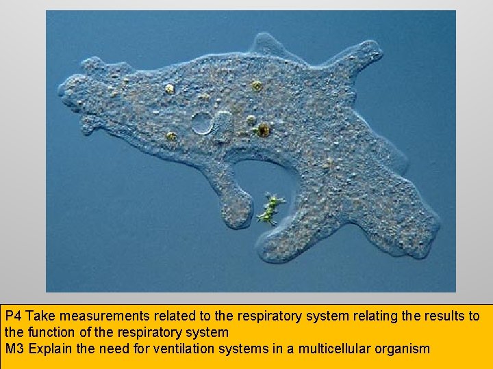 P 4 Take measurements related to the respiratory system relating the results to the