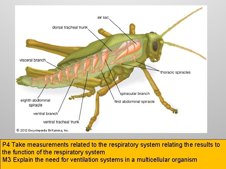 P 4 Take measurements related to the respiratory system relating the results to the