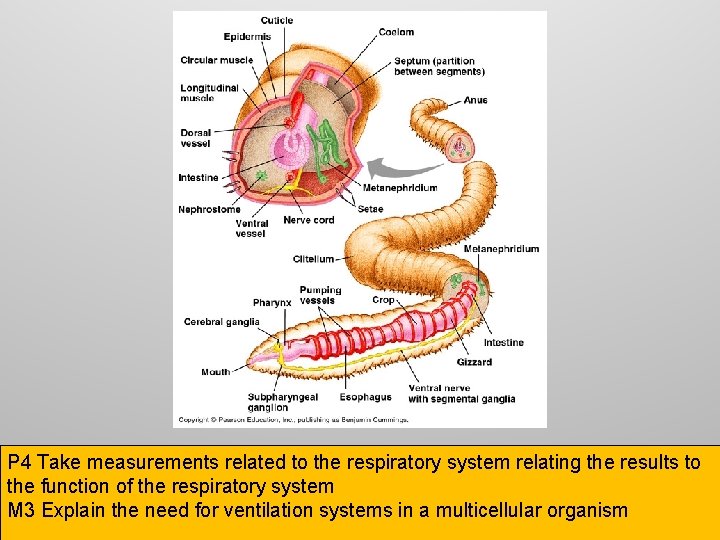 P 4 Take measurements related to the respiratory system relating the results to the
