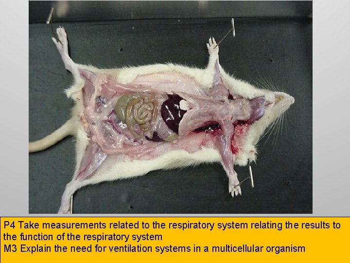 P 4 Take measurements related to the respiratory system relating the results to the