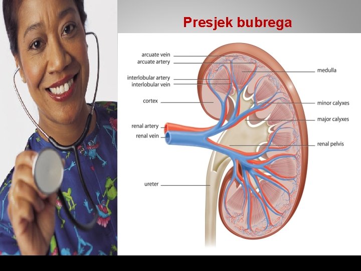 Presjek bubrega 