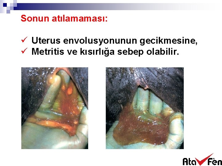 Sonun atılamaması: ü Uterus envolusyonunun gecikmesine, ü Metritis ve kısırlığa sebep olabilir. 