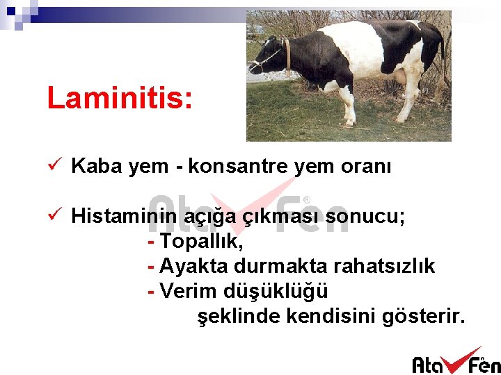 Laminitis: ü Kaba yem - konsantre yem oranı ü Histaminin açığa çıkması sonucu; -