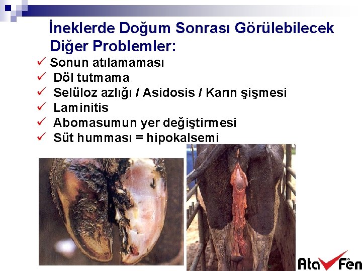 İneklerde Doğum Sonrası Görülebilecek Diğer Problemler: ü Sonun atılamaması ü Döl tutmama ü Selüloz