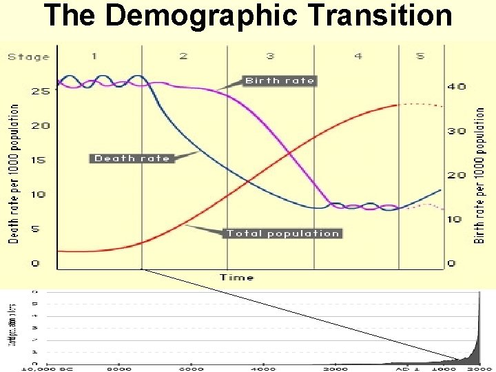 The Demographic Transition 