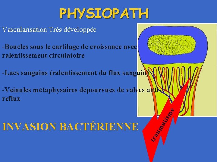 PHYSIOPATH Vascularisation Très développée -Boucles sous le cartilage de croissance avec ralentissement circulatoire -Lacs