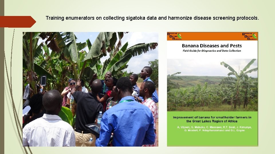 Training enumerators on collecting sigatoka data and harmonize disease screening protocols. 