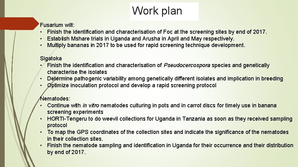 Work plan Fusarium wilt: • Finish the identification and characterisation of Foc at the