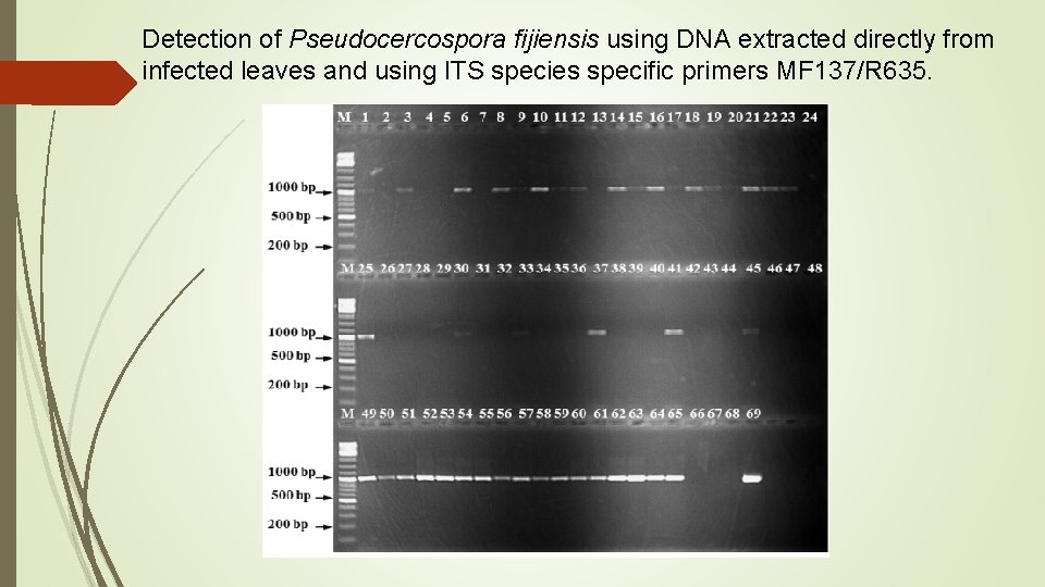Detection of Pseudocercospora fijiensis using DNA extracted directly from infected leaves and using ITS