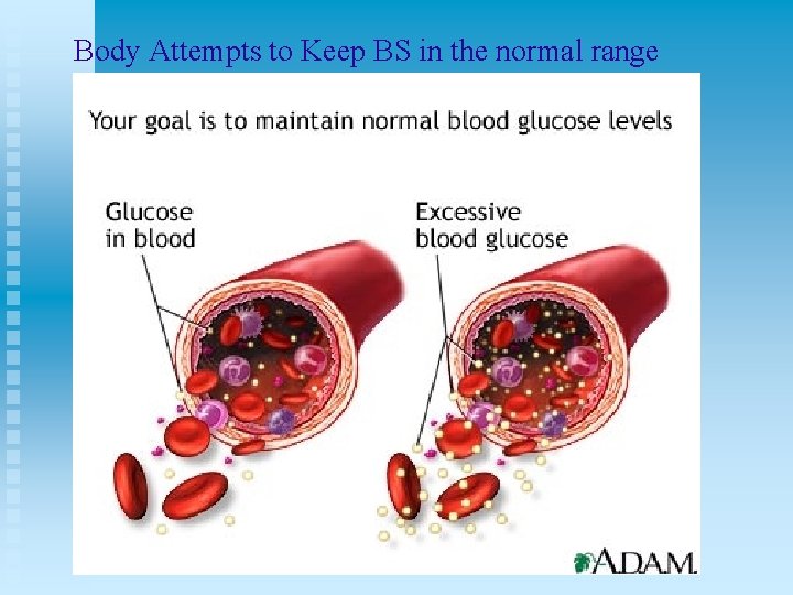 Body Attempts to Keep BS in the normal range 