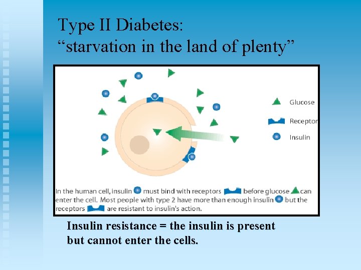 Type II Diabetes: “starvation in the land of plenty” Insulin resistance = the insulin