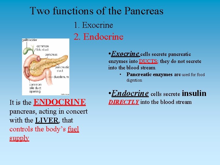 Two functions of the Pancreas 1. Exocrine 2. Endocrine • Exocrine cells secrete pancreatic