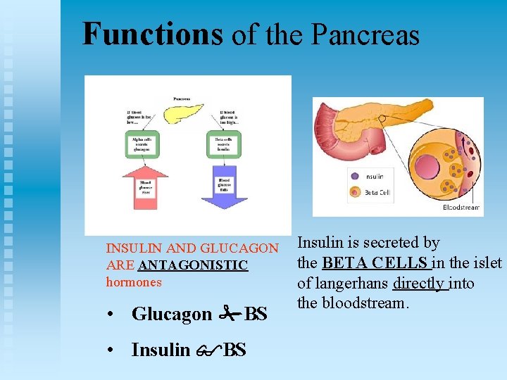 Functions of the Pancreas INSULIN AND GLUCAGON ARE ANTAGONISTIC hormones • Glucagon BS •