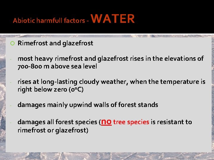 Abiotic harmfull factors - WATER Rimefrost and glazefrost - most heavy rimefrost and glazefrost