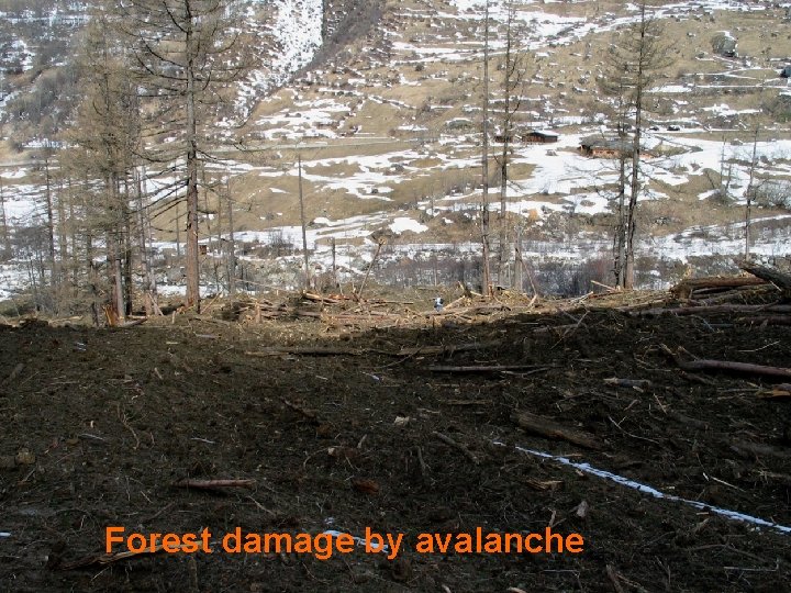 Forest damage by avalanche 
