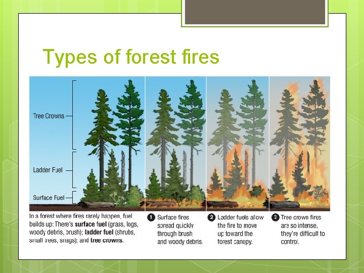 Types of forest fires 