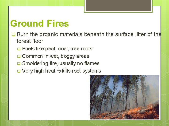Ground Fires q Burn the organic materials beneath the surface litter of the forest