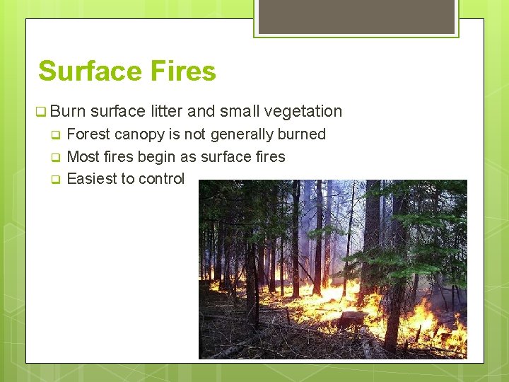 Surface Fires q Burn surface litter and small vegetation Forest canopy is not generally