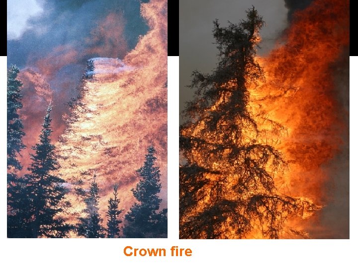 Crown fire 