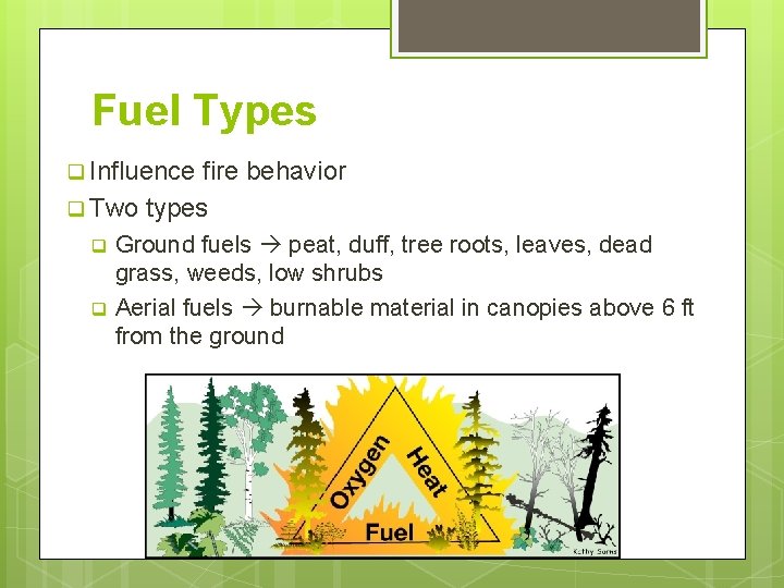 Fuel Types q Influence fire behavior q Two types Ground fuels peat, duff, tree