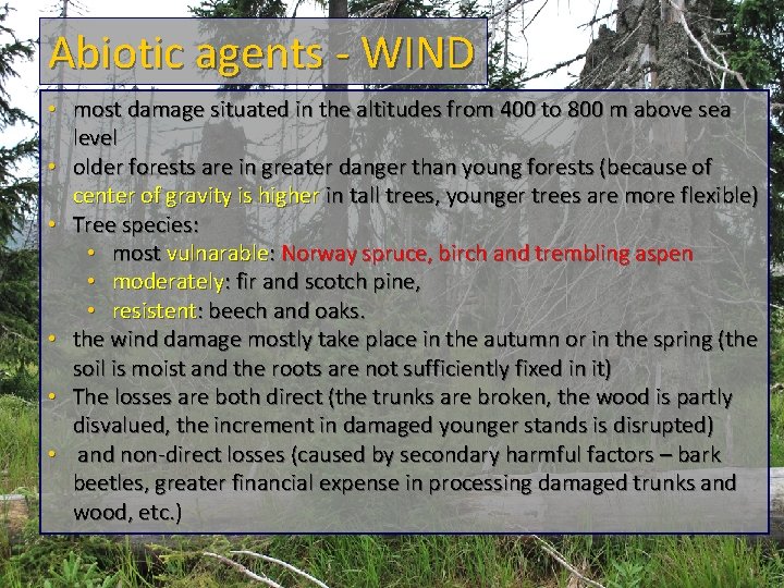 Abiotic agents - WIND • most damage situated in the altitudes from 400 to