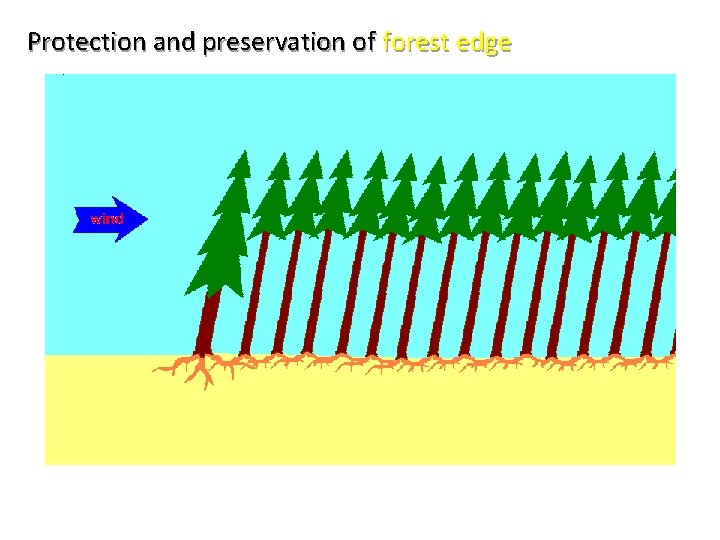 Protection and preservation of forest edge 