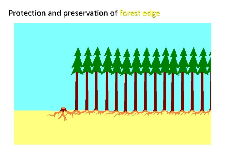 Protection and preservation of forest edge 