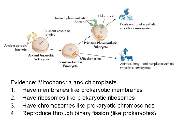 Evidence: Mitochondria and chloroplasts… 1. Have membranes like prokaryotic membranes 2. Have ribosomes like