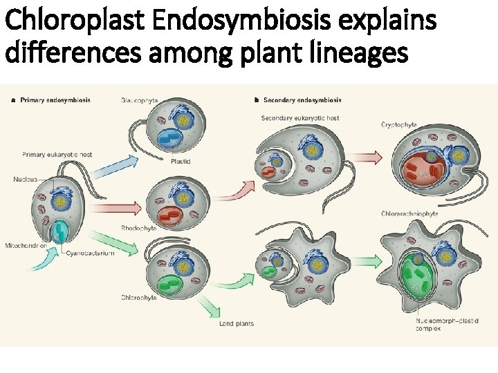 Chloroplast Endosymbiosis explains differences among plant lineages 