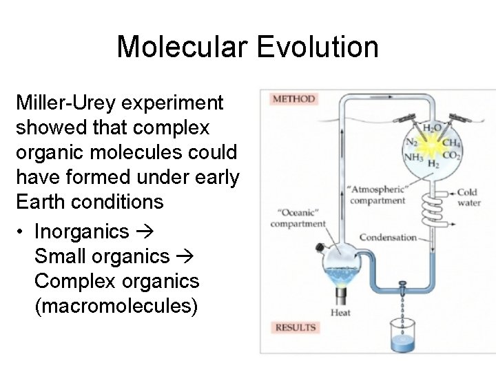 Molecular Evolution Miller-Urey experiment showed that complex organic molecules could have formed under early