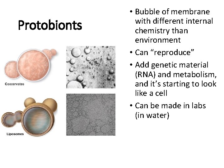 Protobionts • Bubble of membrane with different internal chemistry than environment • Can “reproduce”