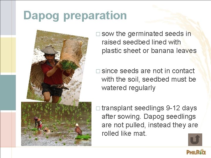 Dapog preparation � sow the germinated seeds in raised seedbed lined with plastic sheet