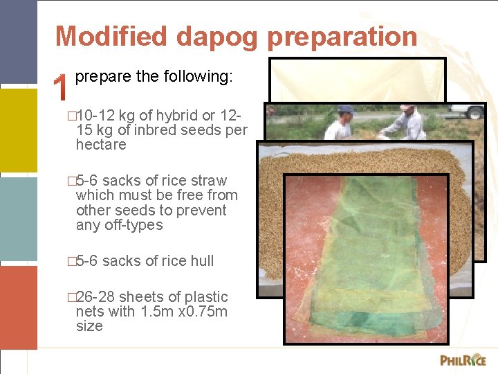 Modified dapog preparation prepare the following: � 10 -12 kg of hybrid or 1215