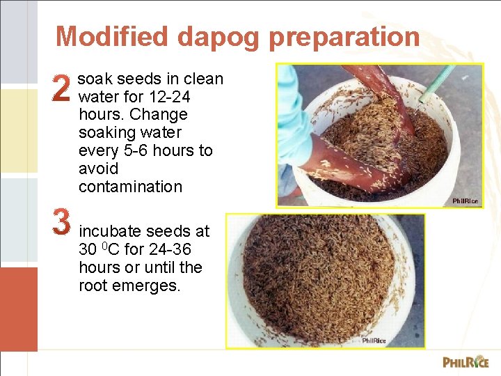 Modified dapog preparation soak seeds in clean water for 12 -24 hours. Change soaking
