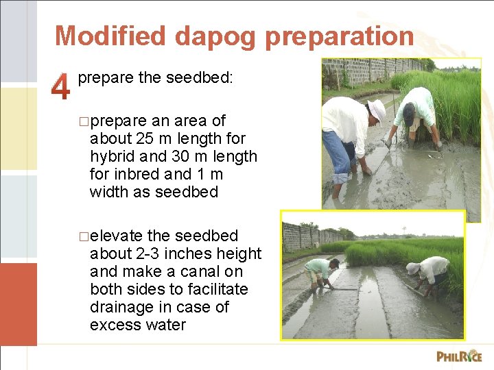 Modified dapog preparation prepare the seedbed: �prepare an area of about 25 m length