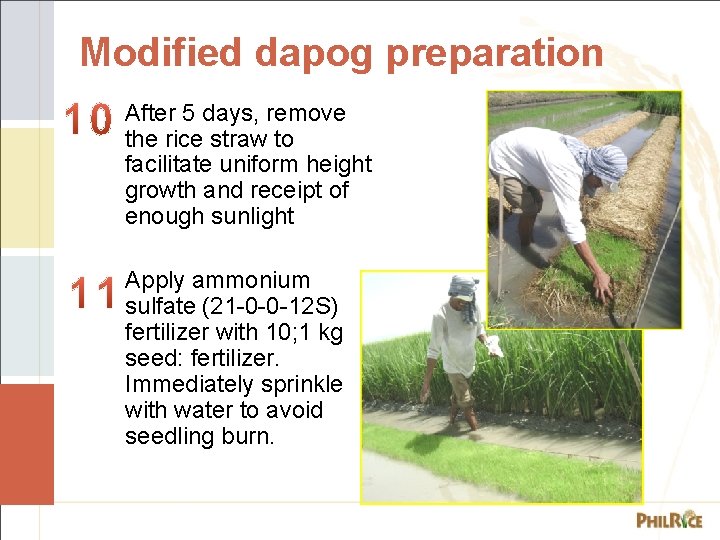 Modified dapog preparation After 5 days, remove the rice straw to facilitate uniform height
