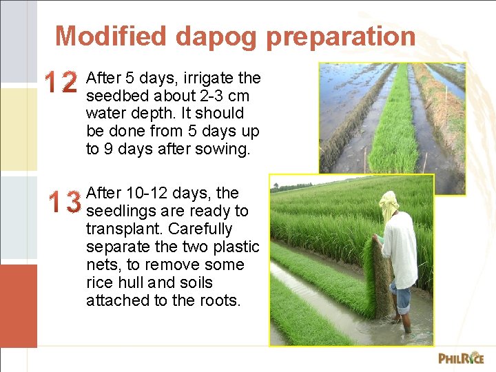 Modified dapog preparation After 5 days, irrigate the seedbed about 2 -3 cm water
