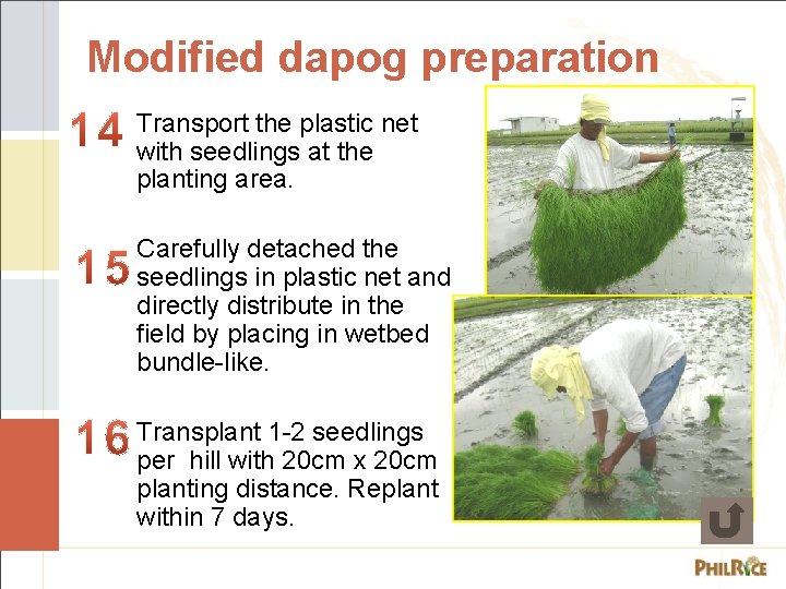 Modified dapog preparation Transport the plastic net with seedlings at the planting area. Carefully