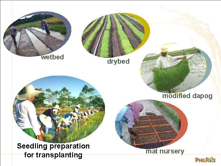 wetbed drybed modified dapog Seedling preparation for transplanting mat nursery 