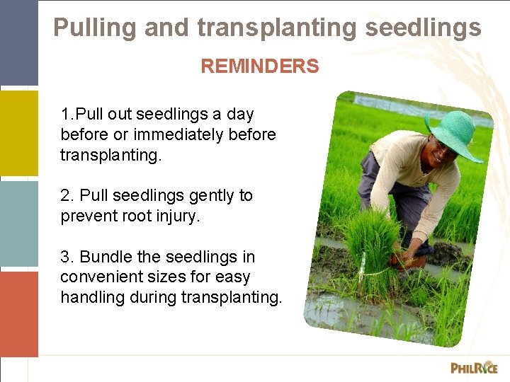 Pulling and transplanting seedlings REMINDERS 1. Pull out seedlings a day before or immediately