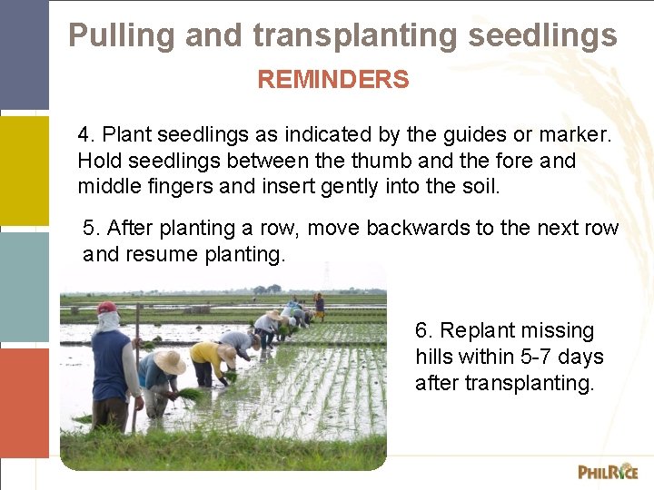 Pulling and transplanting seedlings REMINDERS 4. Plant seedlings as indicated by the guides or