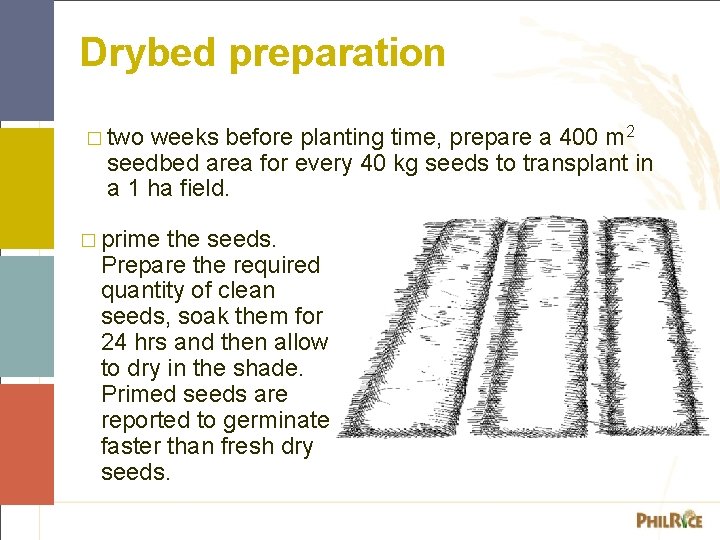 Drybed preparation � two weeks before planting time, prepare a 400 m 2 seedbed