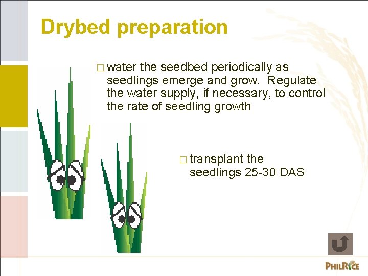 Drybed preparation � water the seedbed periodically as seedlings emerge and grow. Regulate the