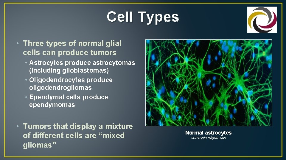 Cell Types • Three types of normal glial cells can produce tumors • Astrocytes