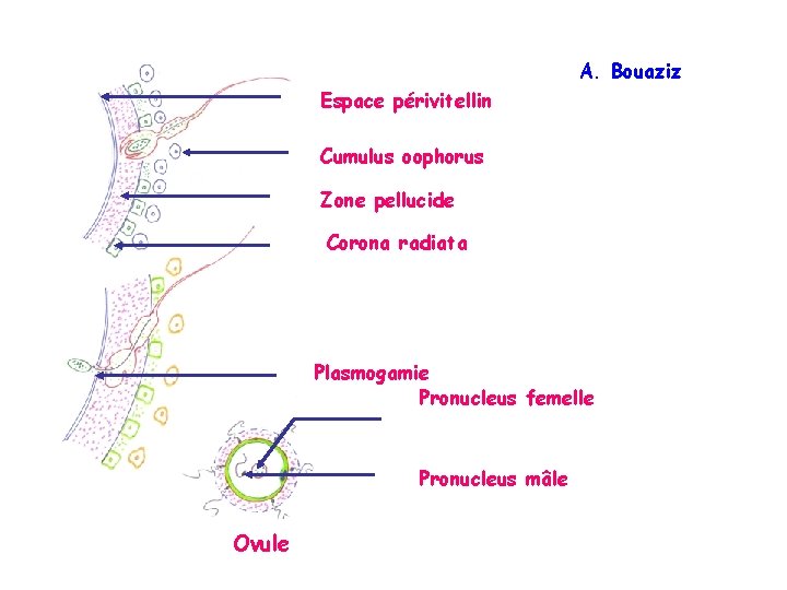 A. Bouaziz Espace périvitellin Cumulus oophorus Zone pellucide Corona radiata Plasmogamie Pronucleus femelle Pronucleus