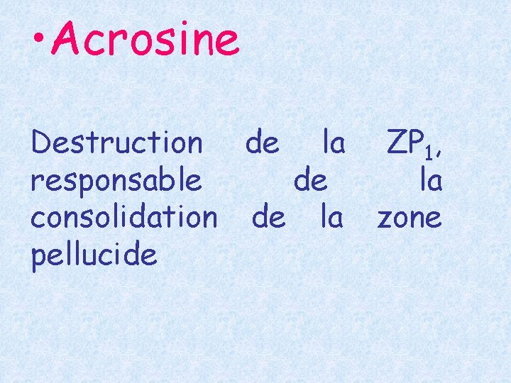  • Acrosine Destruction de la ZP 1, responsable de la consolidation de la